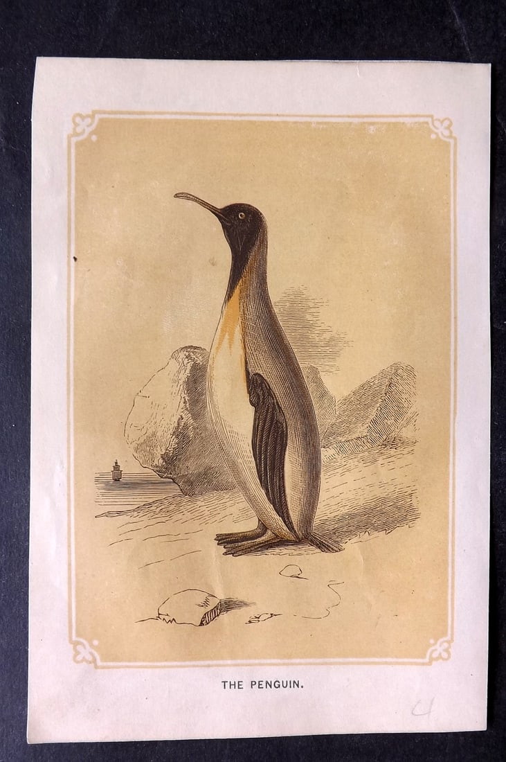 Bicknell, W. I. 1851 Bird Print. Penguin: Woodblocks Published 1851, London for "The Natural History of the Sacred Scriptures" by W. I. Bicknell. Paper Size: 6.5 x 5 inch (16.5 x 13cm) Minor toning in parts. Good Condition