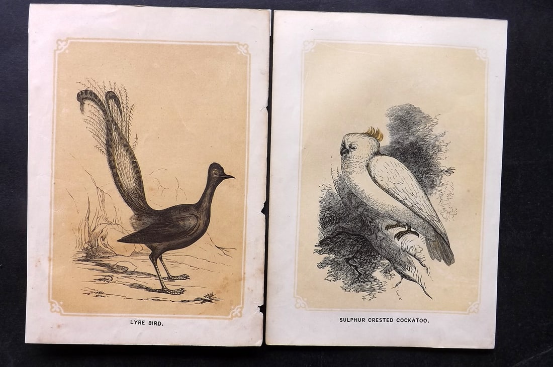 Bicknell, W. I. 1851 Pair of Australia Bird Prints. Cockatoo & Lyre Bird: Woodblocks Published 1851, London for "The Natural History of the Sacred Scriptures" by W. I. Bicknell. Paper Size: 6.5 x 5 inch (16.5 x 13cm) Minor toning in parts. Good Condition