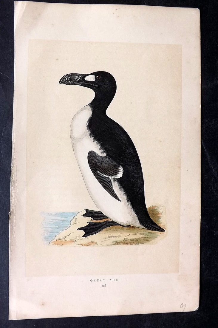 Morris, Francis 1851 Hand Col Bird Print. Extinct Great Auk 1st Ed (1 of 1)