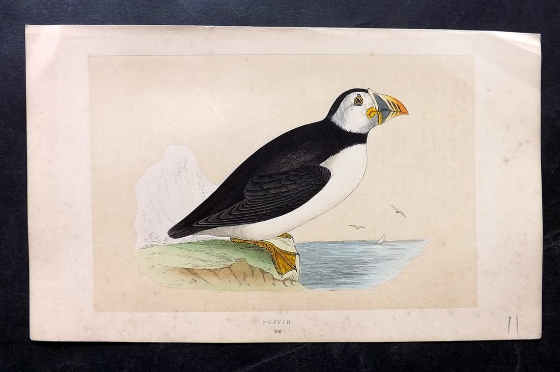 Morris, Francis 1851 Hand Col Bird Print. Puffin 1st Ed (1 of 1)