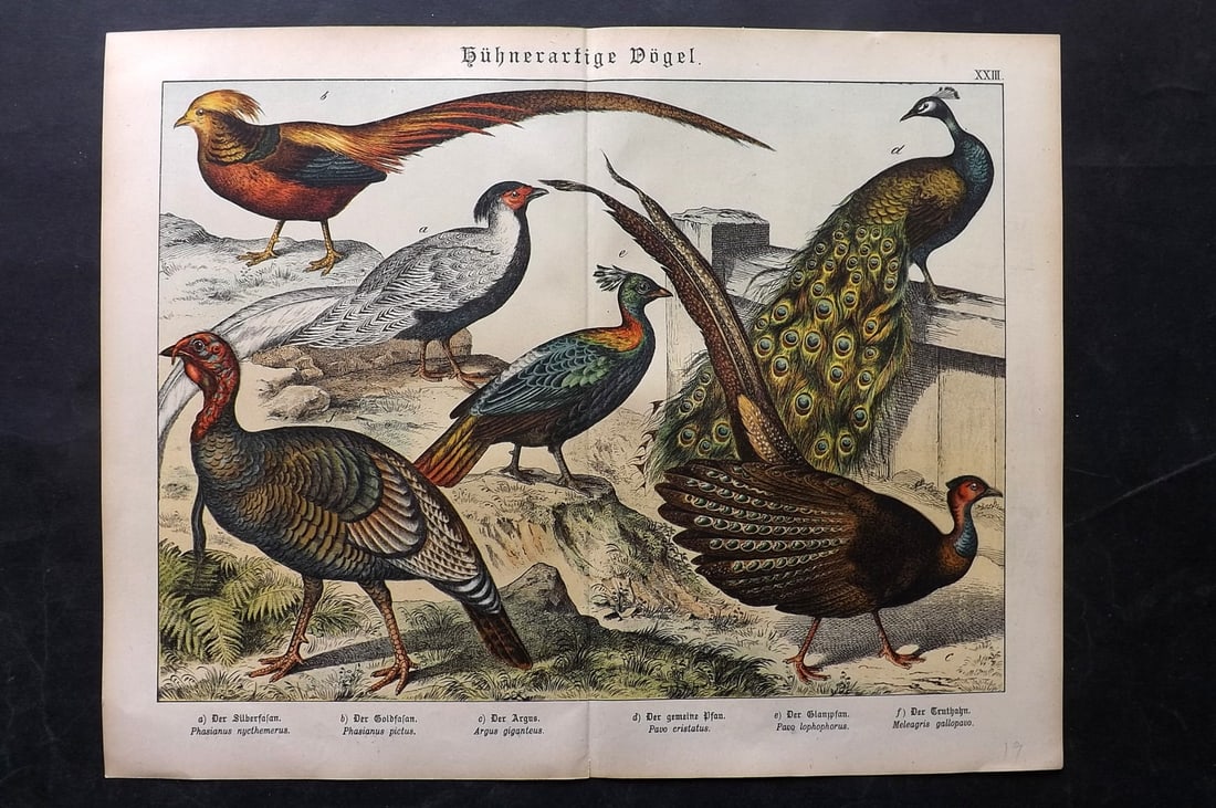 Schubert, Gotthilf C1880 Folio Bird Print. Peacock, Pheasants, Turkey (1 of 2)