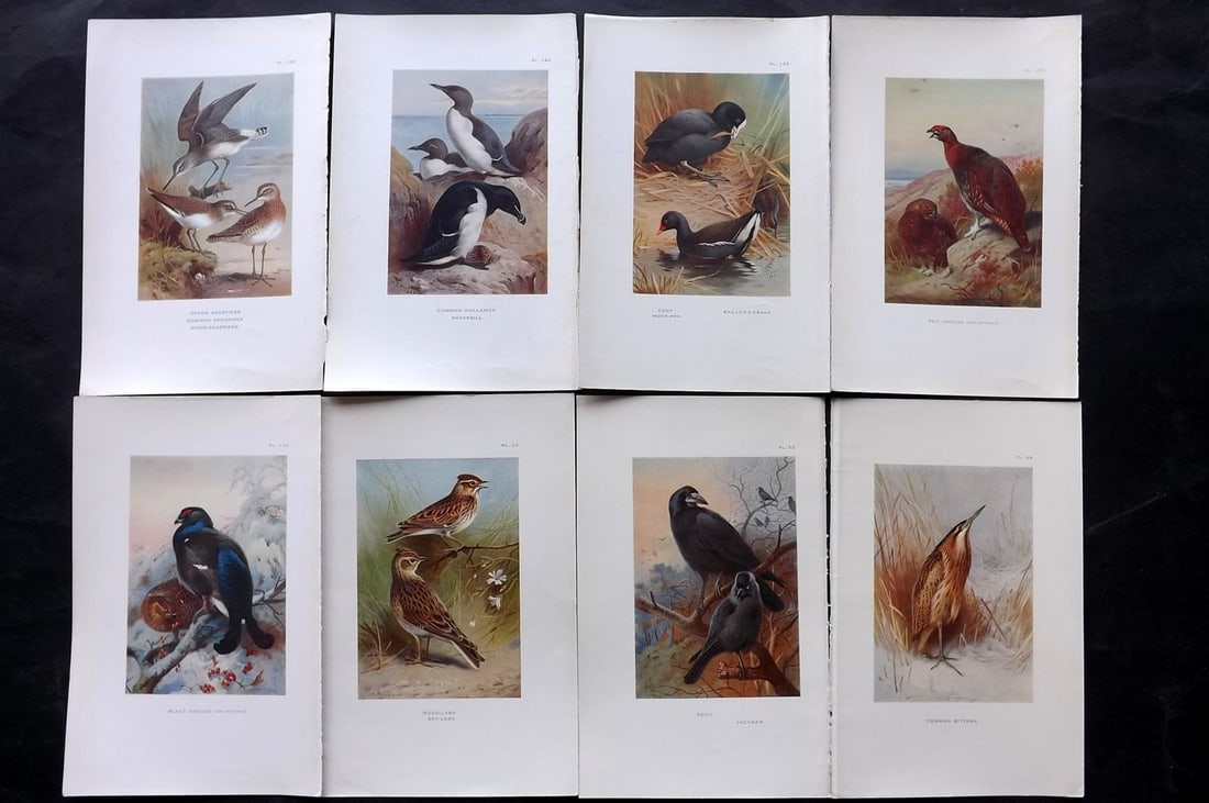 Thorburn, Archibald 1925 Lot of 8 Vintage Bird Prints: Vintage Offset Lithograph Published 1925-26, London for "British Birds" by Archibald Thorburn. Paper Size: 8.5 x 5.5 inch (22 x 14cm) Good Condition