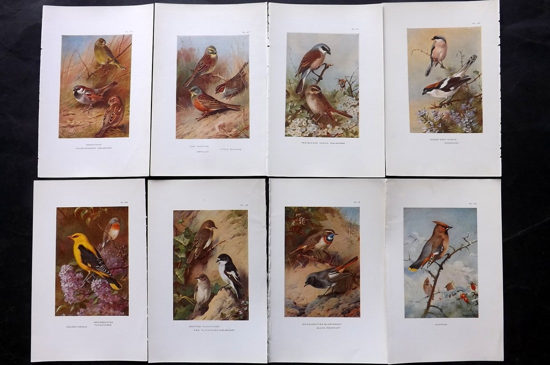 Thorburn, Archibald 1925 Lot of 8 Vintage Bird Prints: Vintage Offset Lithograph Published 1925-26, London for "British Birds" by Archibald Thorburn. Paper Size: 8.5 x 5.5 inch (22 x 14cm) Good Condition