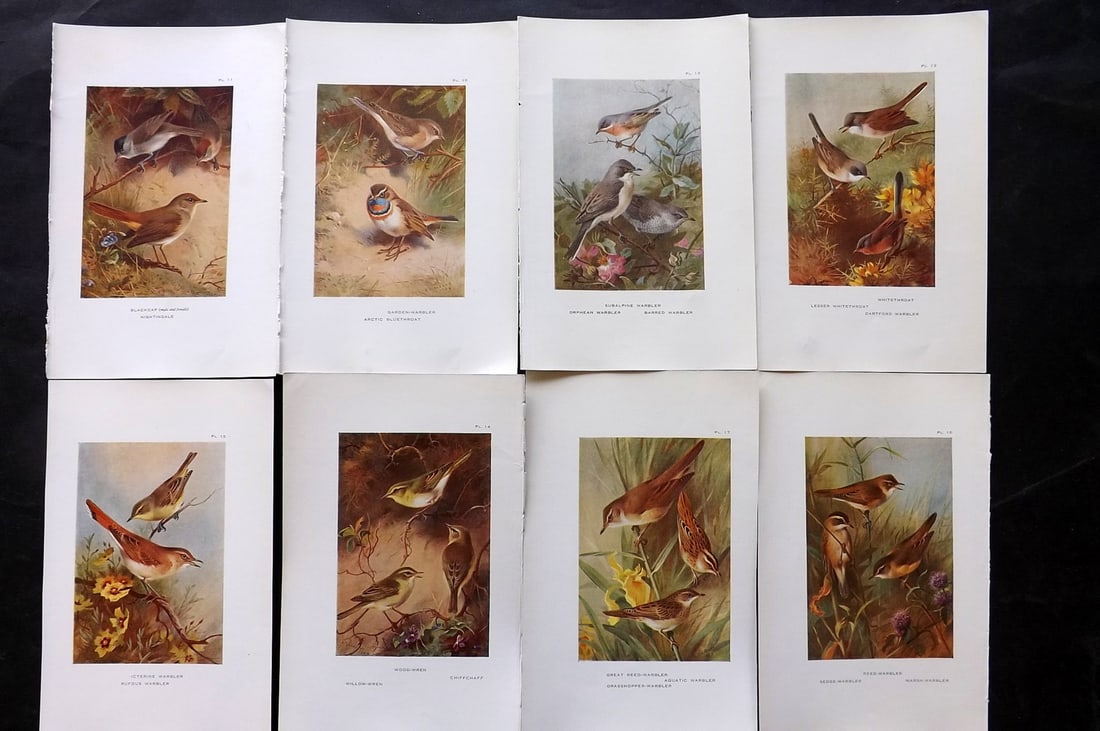 Thorburn, Archibald 1925 Lot of 8 Vintage Bird Prints: Vintage Offset Lithograph Published 1925-26, London for "British Birds" by Archibald Thorburn. Paper Size: 8.5 x 5.5 inch (22 x 14cm) Good Condition