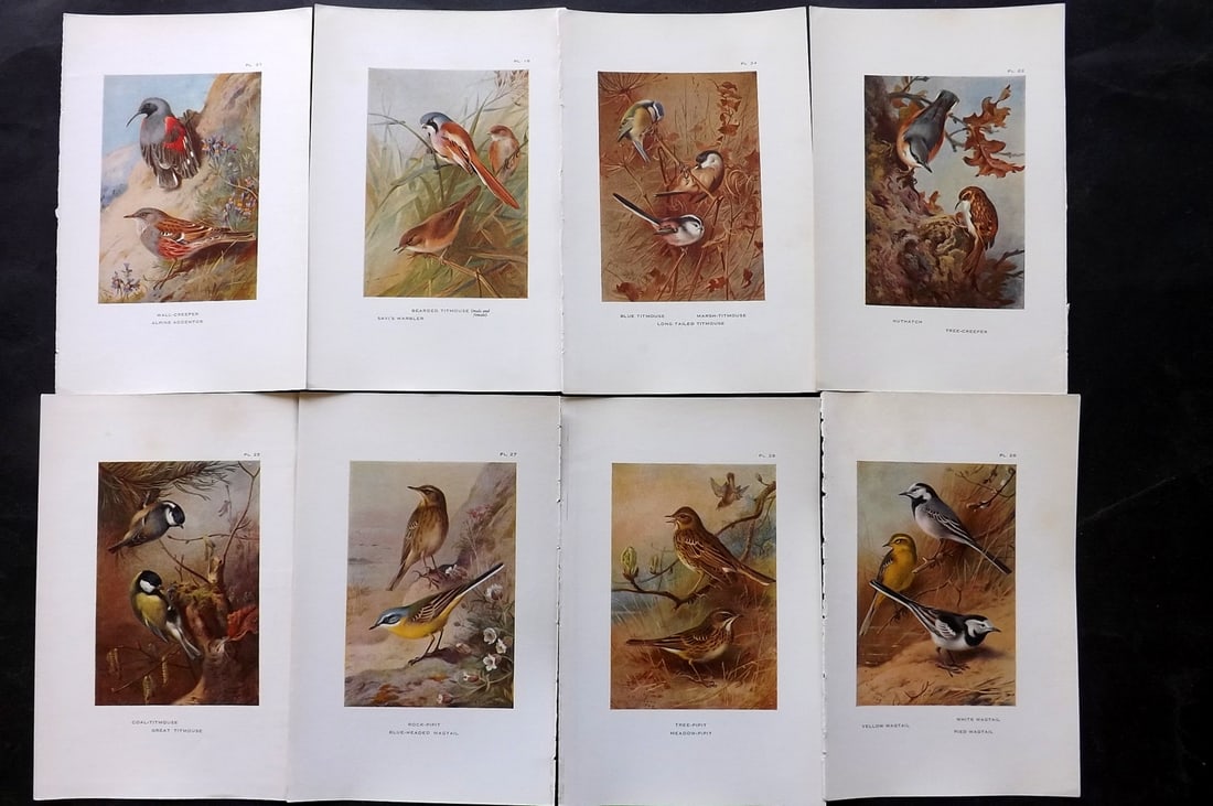 Thorburn, Archibald 1925 Lot of 8 Vintage Bird Prints: Vintage Offset Lithograph Published 1925-26, London for "British Birds" by Archibald Thorburn. Paper Size: 8.5 x 5.5 inch (22 x 14cm) Good Condition