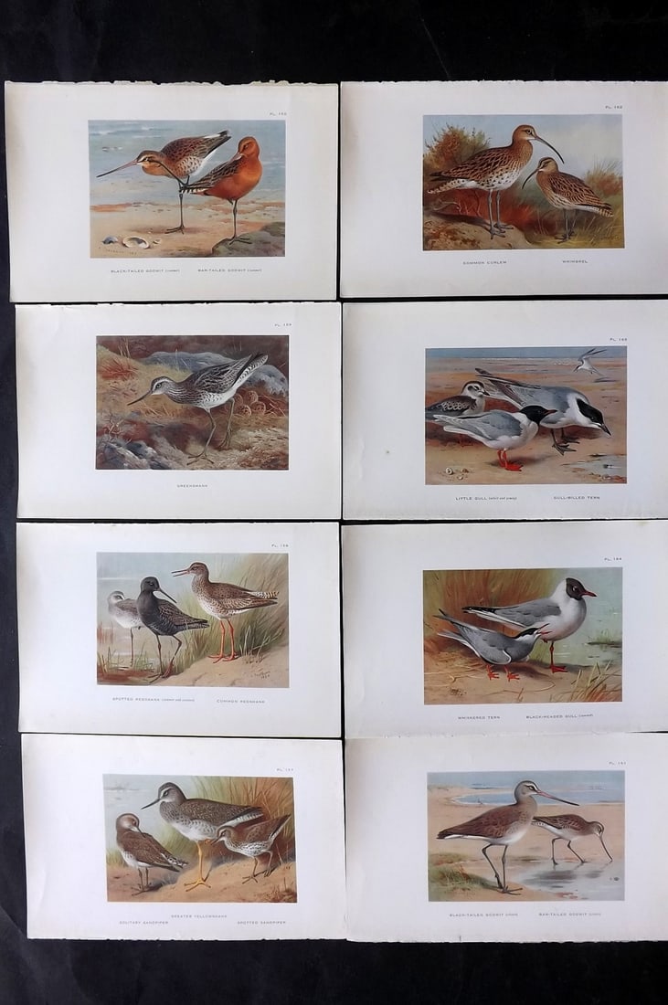 Thorburn, Archibald 1925 Lot of 8 Vintage Bird Prints: Vintage Offset Lithograph Published 1925-26, London for "British Birds" by Archibald Thorburn. Paper Size: 8.5 x 5.5 inch (22 x 14cm) Good Condition
