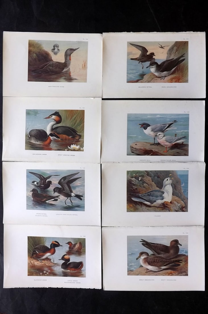 Thorburn, Archibald 1925 Lot of 8 Vintage Bird Prints: Vintage Offset Lithograph Published 1925-26, London for "British Birds" by Archibald Thorburn. Paper Size: 8.5 x 5.5 inch (22 x 14cm) Good Condition