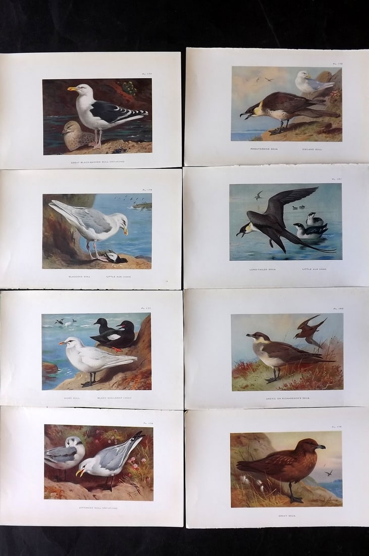 Thorburn, Archibald 1925 Lot of 8 Vintage Bird Prints: Vintage Offset Lithograph Published 1925-26, London for "British Birds" by Archibald Thorburn. Paper Size: 8.5 x 5.5 inch (22 x 14cm) Good Condition