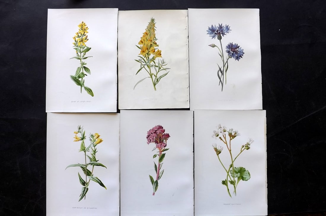 Hulme, Edward 1878 Lot of 6 Botanical Prints. 1st Ed. Wild Flowers: Chromolithographs Published 1878-84, London for "Familiar Wild Flowers" First Edition by F. Edward Hulme & Shirley Hibberd. Paper Size: 7.5 x 5 inch (19 x 13cm) Good Condition