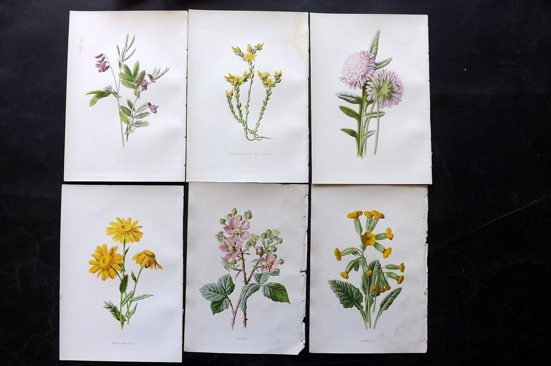 Hulme, Edward 1878 Lot of 6 Botanical Prints. 1st Ed. Wild Flowers: Chromolithographs Published 1878-84, London for "Familiar Wild Flowers" First Edition by F. Edward Hulme & Shirley Hibberd. Paper Size: 7.5 x 5 inch (19 x 13cm) Good Condition