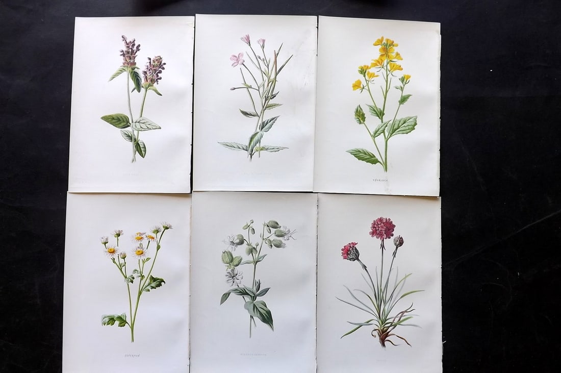 Hulme, Edward 1878 Lot of 6 Botanical Prints. 1st Ed. Wild Flowers: Chromolithographs Published 1878-84, London for "Familiar Wild Flowers" First Edition by F. Edward Hulme & Shirley Hibberd. Paper Size: 7.5 x 5 inch (19 x 13cm) Good Condition