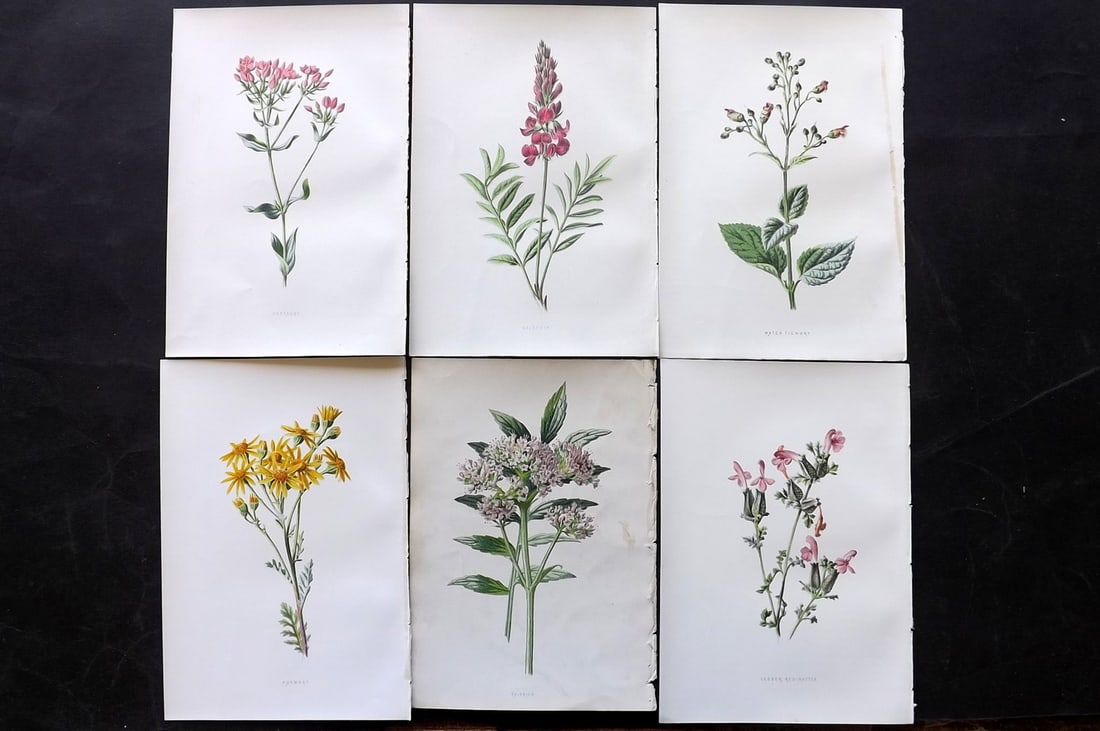 Hulme, Edward 1878 Lot of 6 Botanical Prints. 1st Ed. Wild Flowers: Chromolithographs Published 1878-84, London for "Familiar Wild Flowers" First Edition by F. Edward Hulme & Shirley Hibberd. Paper Size: 7.5 x 5 inch (19 x 13cm) Good Condition