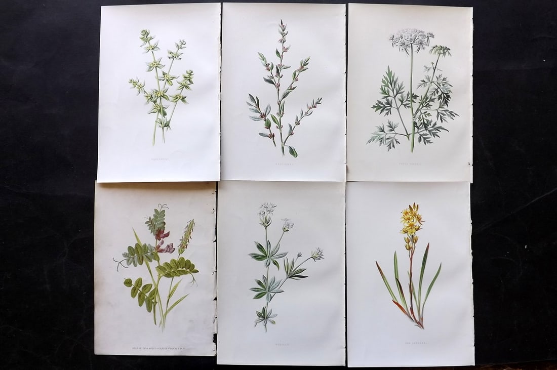 Hulme, Edward 1878 Lot of 6 Botanical Prints. 1st Ed. Wild Flowers: Chromolithographs Published 1878-84, London for "Familiar Wild Flowers" First Edition by F. Edward Hulme & Shirley Hibberd. Paper Size: 7.5 x 5 inch (19 x 13cm) Good Condition