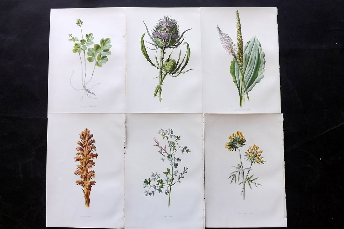 Hulme, Edward 1878 Lot of 6 Botanical Prints. 1st Ed. Wild Flowers: Chromolithographs Published 1878-84, London for "Familiar Wild Flowers" First Edition by F. Edward Hulme & Shirley Hibberd. Paper Size: 7.5 x 5 inch (19 x 13cm) Good Condition