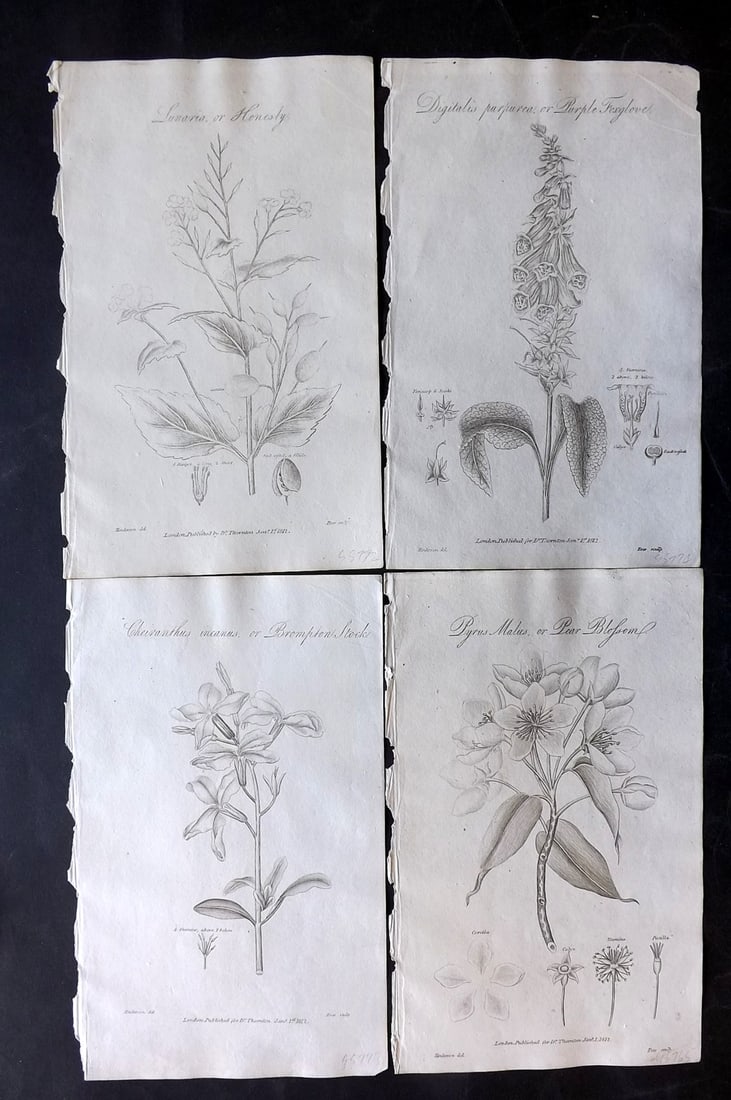 Thornton, Robert 1812 Lot of 4 Botanical Prints: Copper Plates Published 1812, London for "Elements of Botany" by Dr. Robert John Thonton. Paper Size: 9.5. x 6 inch (24 x 15cm) Occasional tone spots, otherwise Good Condition