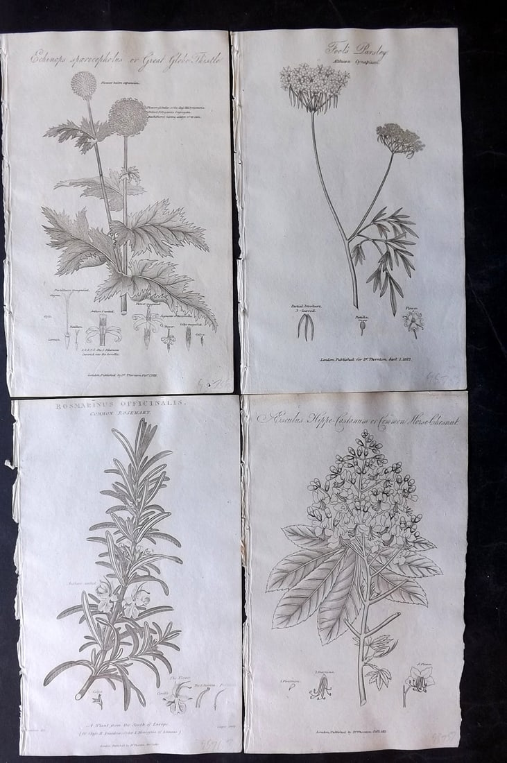 Thornton, Robert 1812 Lot of 4 Botanical Prints: Copper Plates Published 1812, London for "Elements of Botany" by Dr. Robert John Thonton. Paper Size: 9.5. x 6 inch (24 x 15cm) Occasional tone spots, otherwise Good Condition