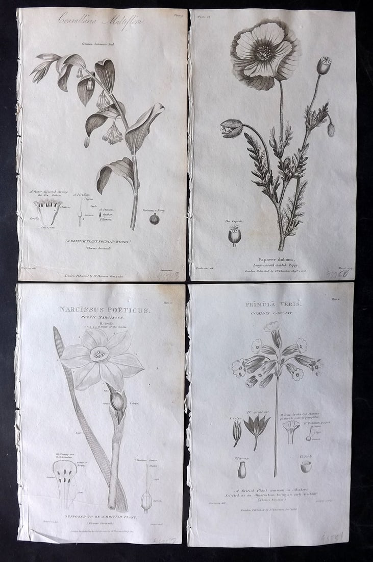 Thornton, Robert 1812 Lot of 4 Botanical Prints: Copper Plates Published 1812, London for "Elements of Botany" by Dr. Robert John Thonton. Paper Size: 9.5. x 6 inch (24 x 15cm) Occasional tone spots, otherwise Good Condition
