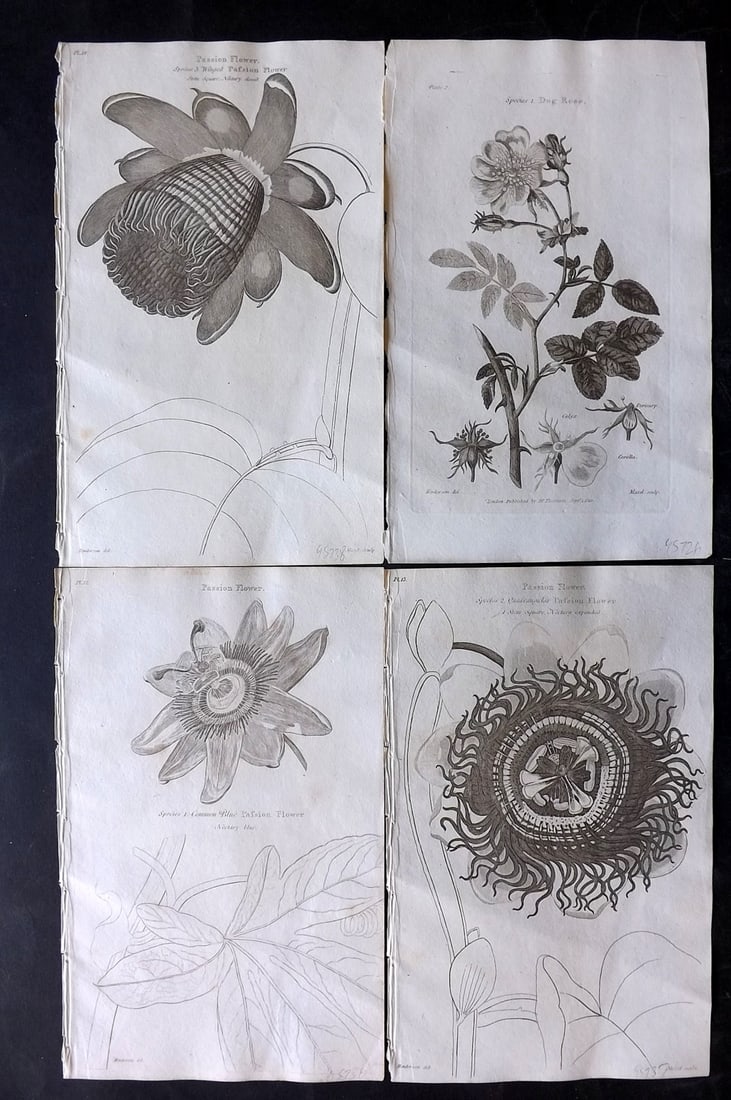 Thornton, Robert 1812 Lot of 4 Botanical Prints (1 of 2)