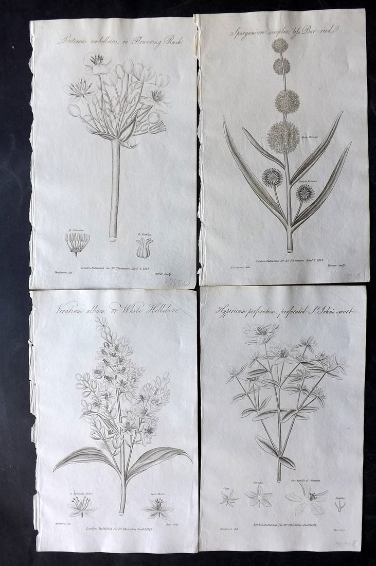 Thornton, Robert 1812 Lot of 4 Botanical Prints: Copper Plates Published 1812, London for "Elements of Botany" by Dr. Robert John Thonton. Paper Size: 9.5. x 6 inch (24 x 15cm) Occasional tone spots, otherwise Good Condition