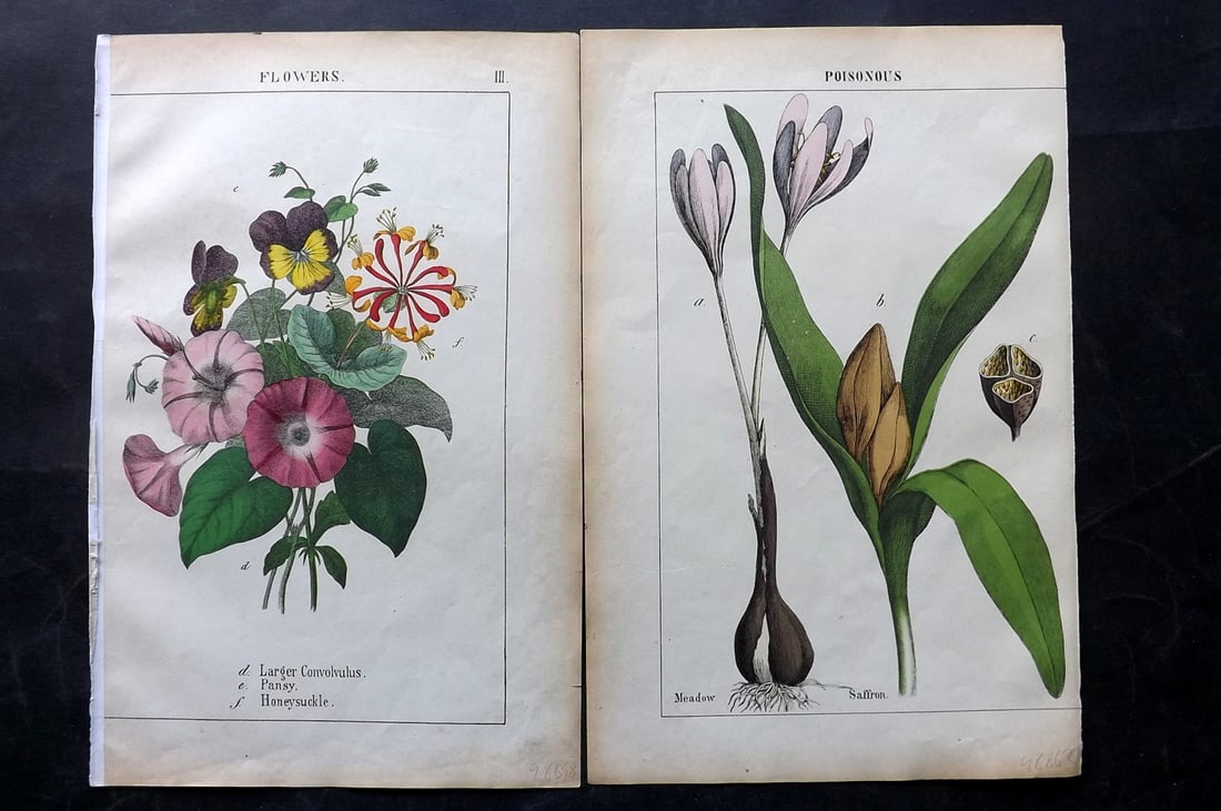 Yonge, Charlotte 1863 Pair of Folio Hand Col Botanical Prints: Hand Coloured Lithographs Published 1863, London for "The Instructive Picture Book. Or Lessons from the Vegetable World" by Charlotte Mary Yonge. Paper Size: 12.5 x 8 inch (32 x 21cm) Trimmed from a l