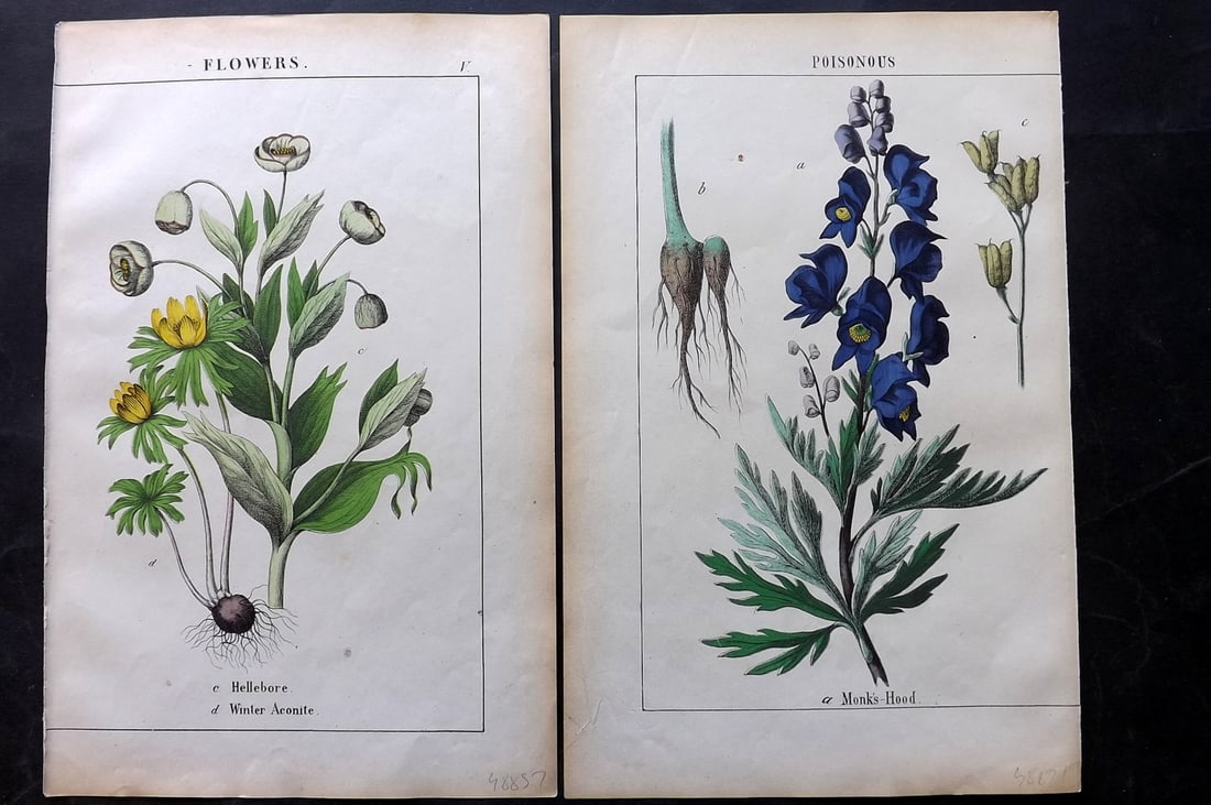 Yonge, Charlotte 1863 Pair of Folio Hand Col Botanical Prints: Hand Coloured Lithographs Published 1863, London for "The Instructive Picture Book. Or Lessons from the Vegetable World" by Charlotte Mary Yonge. Paper Size: 12.5 x 8 inch (32 x 21cm) Trimmed from a l