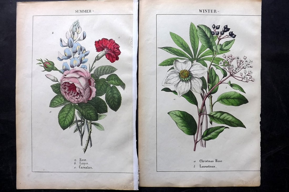 Yonge, Charlotte 1863 Pair of Folio Hand Col Botanical Prints: Hand Coloured Lithographs Published 1863, London for "The Instructive Picture Book. Or Lessons from the Vegetable World" by Charlotte Mary Yonge. Paper Size: 12.5 x 8 inch (32 x 21cm) Trimmed from a l