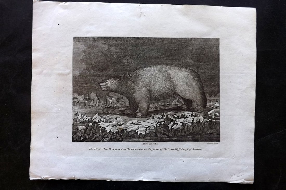 Cooke, George 1801 Print. Polar Bear. North West Coast of America (1 of 1)
