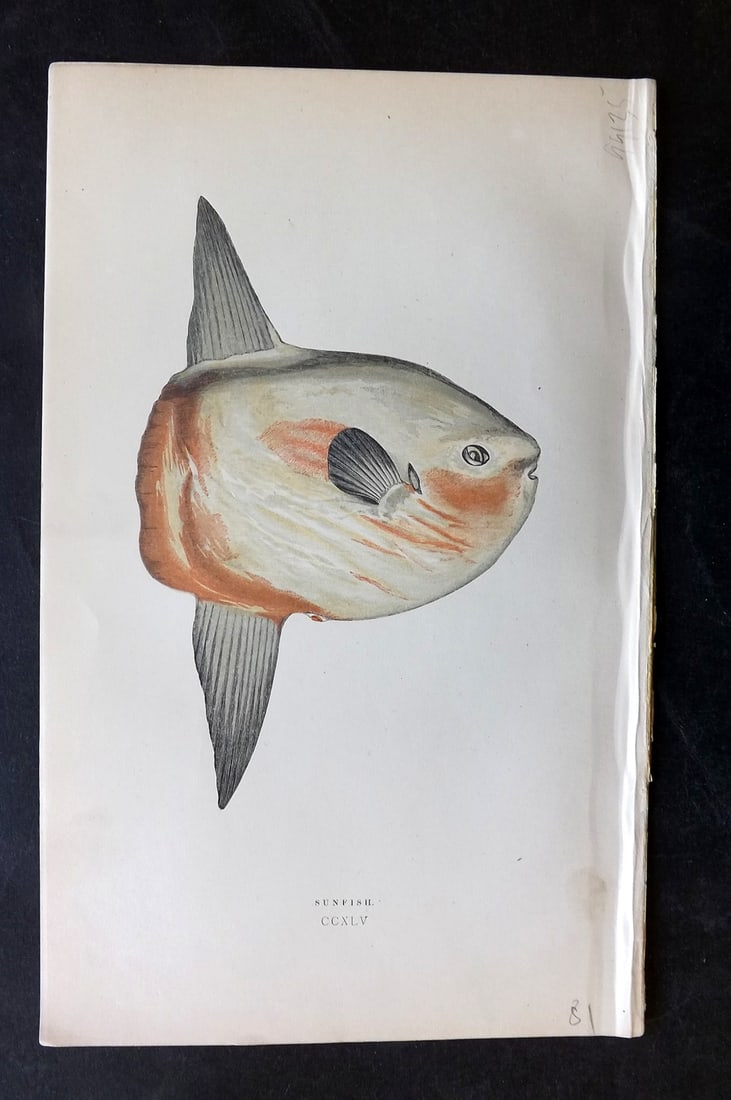 Couch, Jonathan 1869 Antique Fish Print. Sunfish (1 of 1)