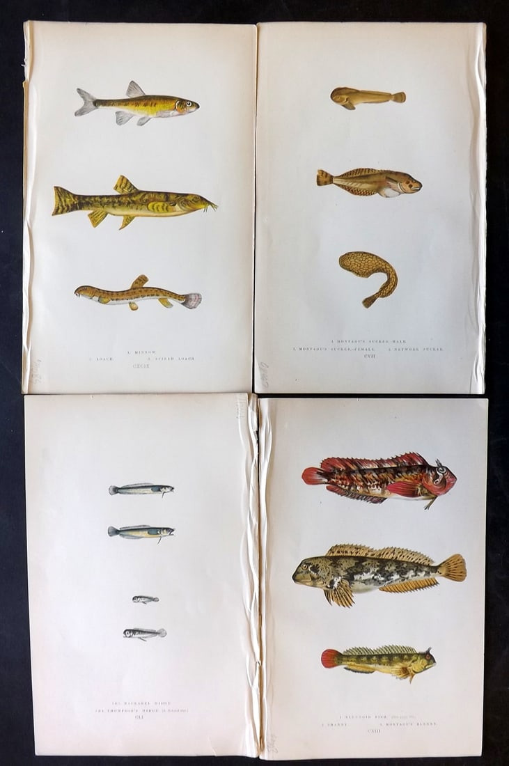 Couch, Jonathan 1869 Lot of 4 Antique Fish Prints: Colour Printed Woodblock Published 1868-69, London for "A History of the Fishes of the British Islands" First Edition by Jonathan Couch. Paper Size: 9.5 x 6 inch (25 x 15cm) Good Condition