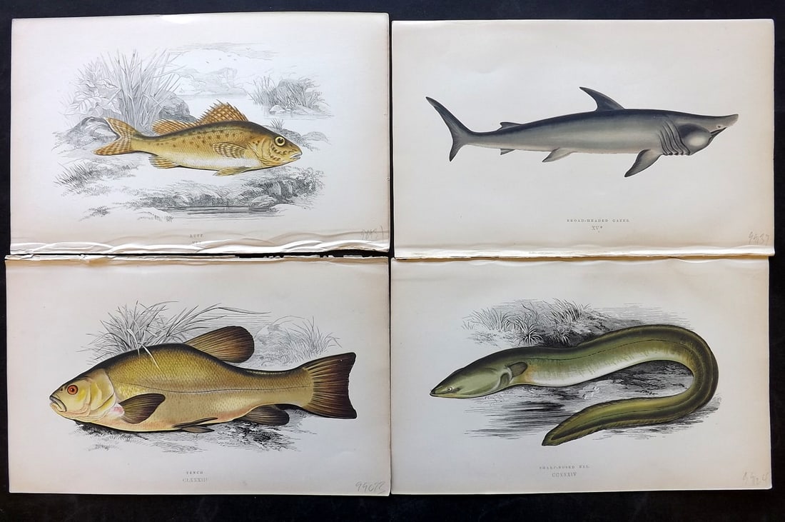 Couch, Jonathan 1869 Lot of 4 Antique Fish Prints: Colour Printed Woodblock Published 1868-69, London for "A History of the Fishes of the British Islands" First Edition by Jonathan Couch. Paper Size: 9.5 x 6 inch (25 x 15cm) Good Condition