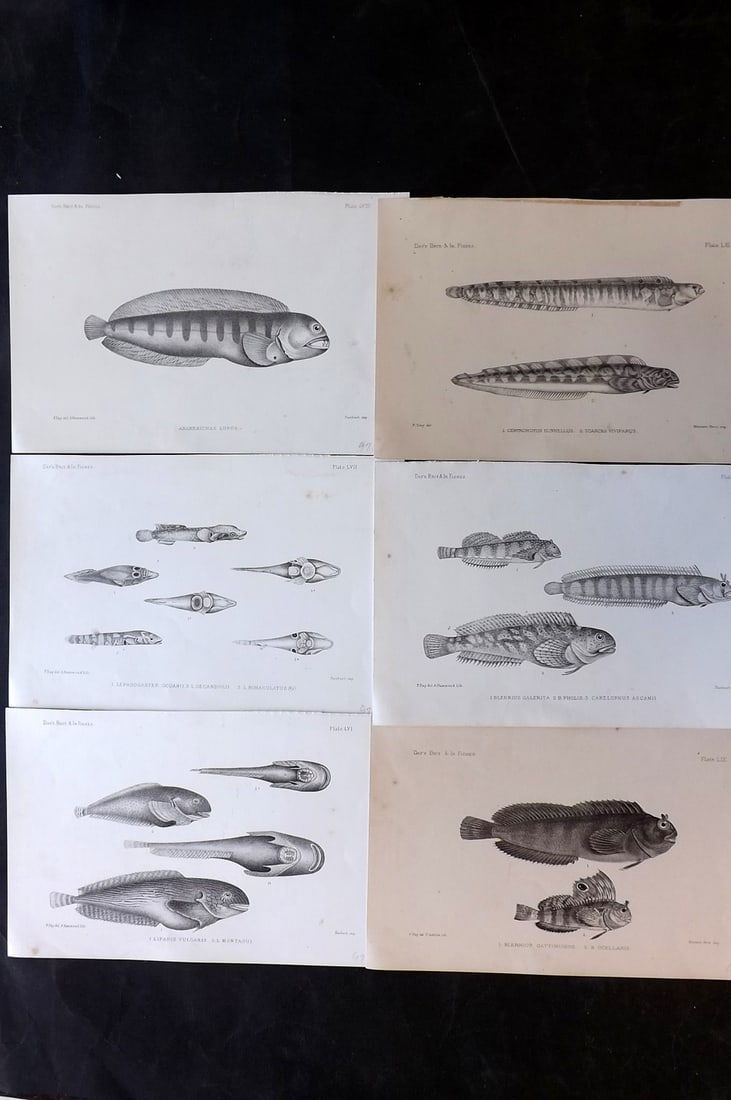 Day, Francis 1884 Lot of 6 Antique Fish Prints: Lithographs Published 1880-84, London for "The Fishes of Great Britain and Ireland" by Francis Day. Paper Size: 10 x 7 inch (26 x 18cm) Some tone spotting present. Good overall