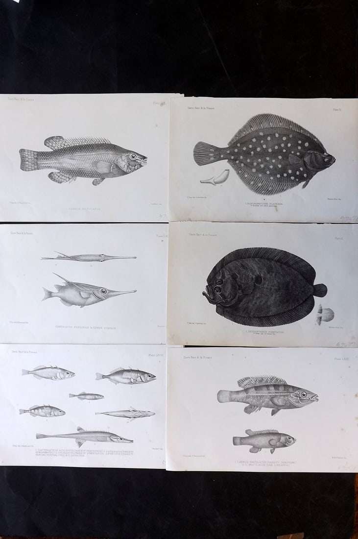 Day, Francis 1884 Lot of 6 Antique Fish Prints: Lithographs Published 1880-84, London for "The Fishes of Great Britain and Ireland" by Francis Day. Paper Size: 10 x 7 inch (26 x 18cm) Some tone spotting present. Good overall