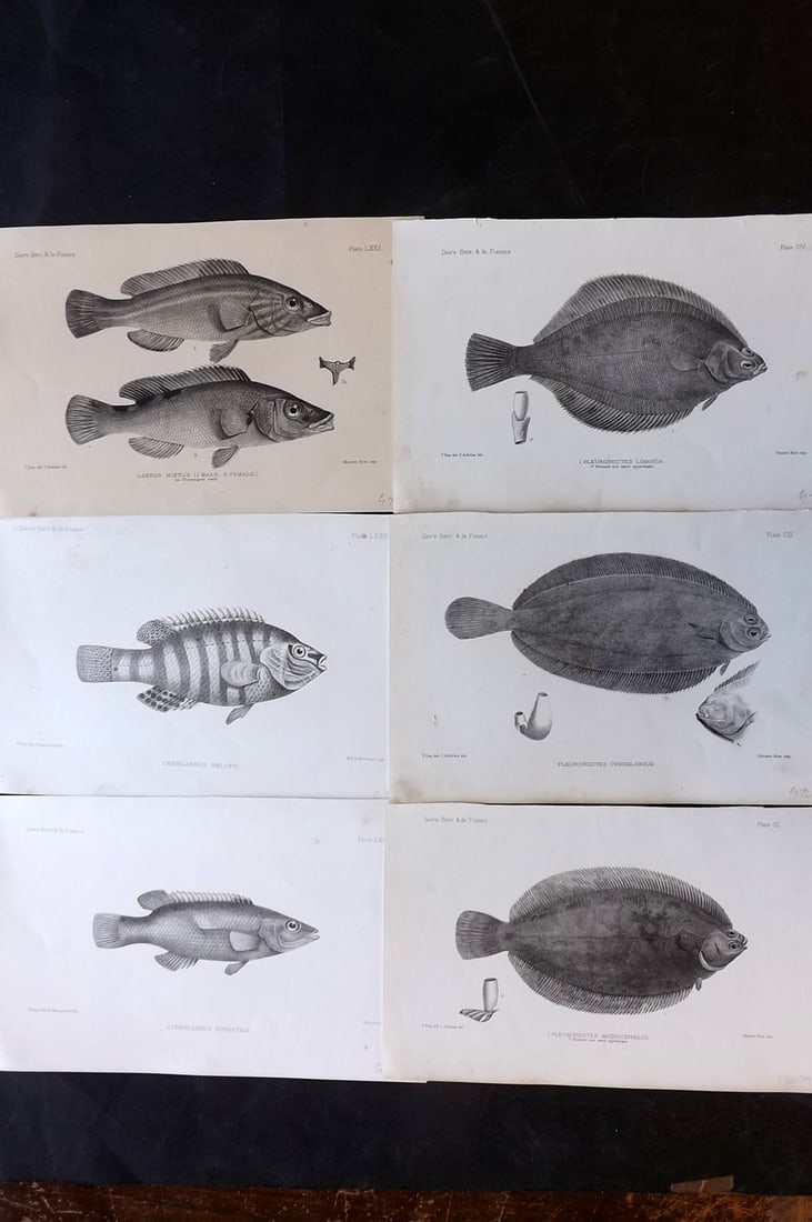 Day, Francis 1884 Lot of 6 Antique Fish Prints: Lithographs Published 1880-84, London for "The Fishes of Great Britain and Ireland" by Francis Day. Paper Size: 10 x 7 inch (26 x 18cm) Some tone spotting present. Good overall