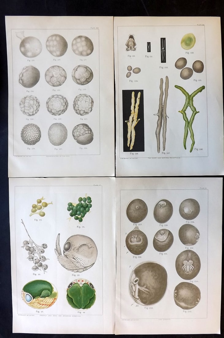 Herrick, Francis 1895 Lot of 4 American Lobster Egg Prints: Chromolithographs Published 1895, Washington for "The American Lobster: A Study of its habits and development" by Francis Hobart Herrick. Paper Size: 11 x 7.5 inch (28 x 19cm) Good Condition