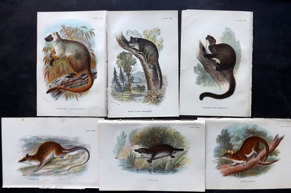 Lloyds's 1897 Lot of 6 Antique Prints. Australian Mammals: Chromolithographs Published 1894-97, London for "Lloyds's Natural History..." Edited by R. Bowdler Sharpe, W. F. Kirby, H. O. Forbes, R. Lydekker, and W. R. Olive-Grant. Illustrated after Keulemans, G