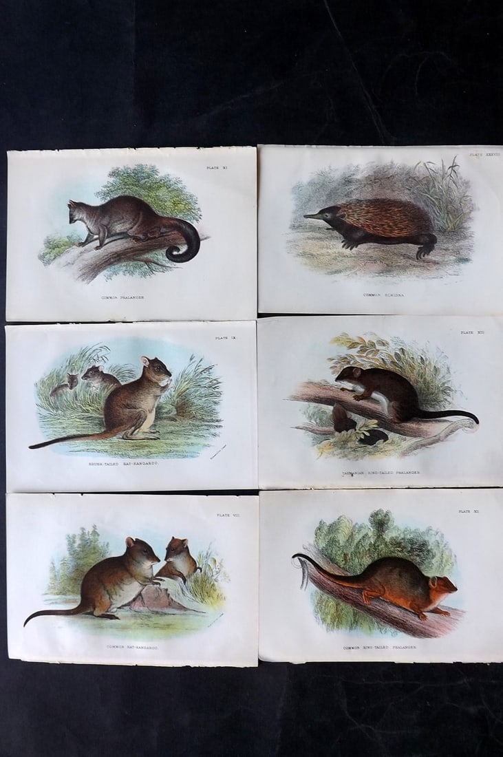 Lloyds's 1897 Lot of 6 Antique Prints. Australian Mammals: Chromolithographs Published 1894-97, London for "Lloyds's Natural History..." Edited by R. Bowdler Sharpe, W. F. Kirby, H. O. Forbes, R. Lydekker, and W. R. Olive-Grant. Illustrated after Keulemans, G