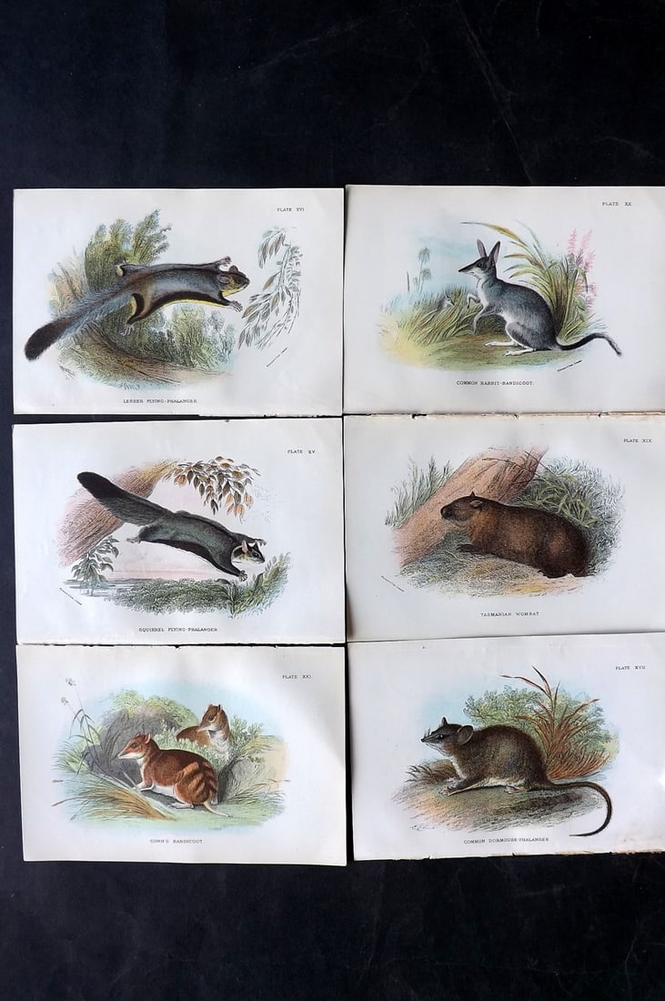 Lloyds's 1897 Lot of 6 Antique Prints. Australian Mammals: Chromolithographs Published 1894-97, London for "Lloyds's Natural History..." Edited by R. Bowdler Sharpe, W. F. Kirby, H. O. Forbes, R. Lydekker, and W. R. Olive-Grant. Illustrated after Keulemans, G