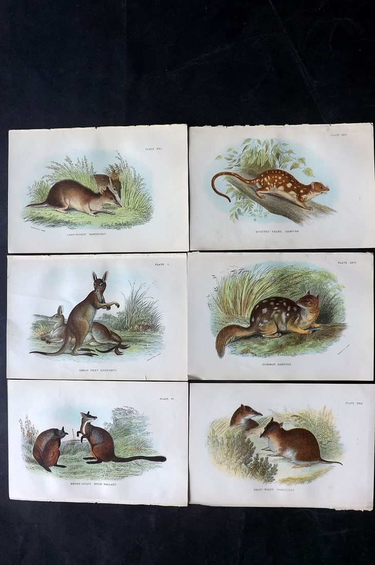 Lloyds's 1897 Lot of 6 Antique Prints. Australian Mammals: Chromolithographs Published 1894-97, London for "Lloyds's Natural History..." Edited by R. Bowdler Sharpe, W. F. Kirby, H. O. Forbes, R. Lydekker, and W. R. Olive-Grant. Illustrated after Keulemans, G