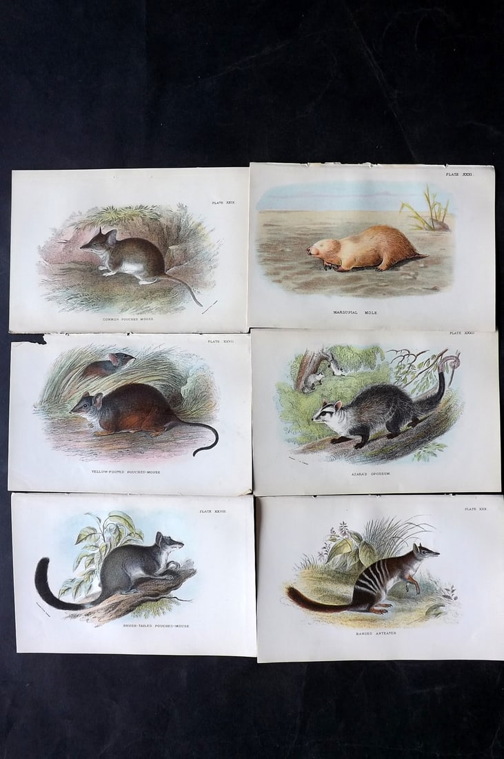 Lloyds's 1897 Lot of 6 Antique Prints. Australian Mammals: Chromolithographs Published 1894-97, London for "Lloyds's Natural History..." Edited by R. Bowdler Sharpe, W. F. Kirby, H. O. Forbes, R. Lydekker, and W. R. Olive-Grant. Illustrated after Keulemans, G