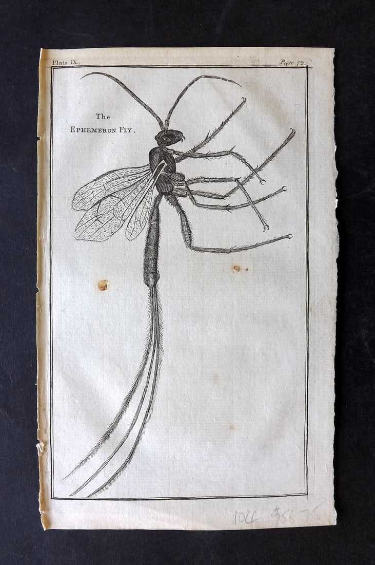 Martin, Benjamin 1781 Antique Print. Ephermeron Fly (1 of 1)