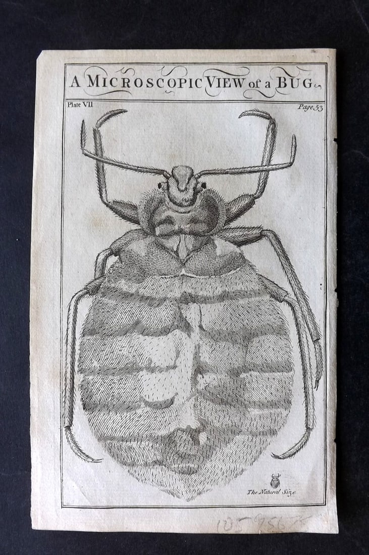 Martin, Benjamin 1781 Antique Print. Microscopic View of a Bug (1 of 1)