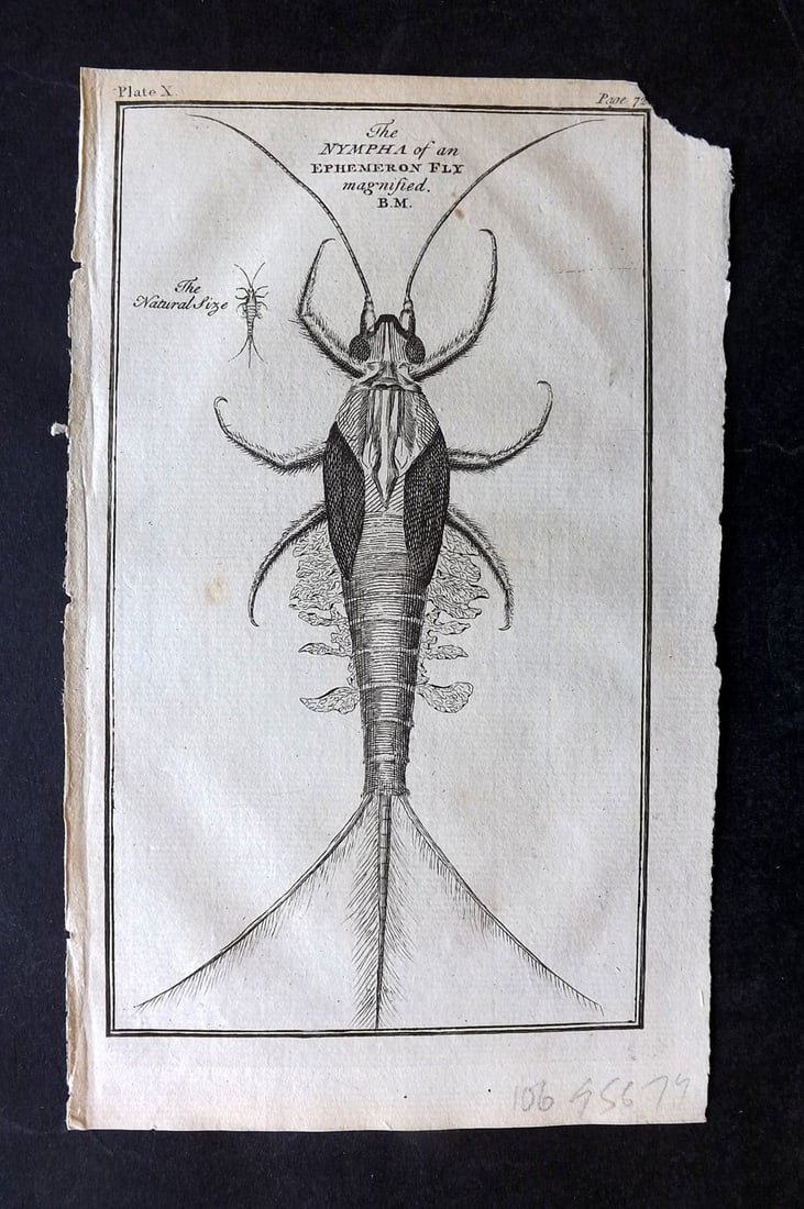 Martin, Benjamin 1781 Antique Print. Nymph of an Ephemeron Fly (1 of 1)