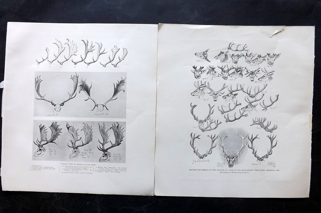 Millais, John 1904 Pair of Rare Folio Prints. Stag Antlers: Offset Lithograph Published 1904, London for "The Mammals of Great Britain and Ireland" by John Guille Millais. Illustrated by Archibald Thorburn, George Lodge and the Author. Rare - Limited Edition o