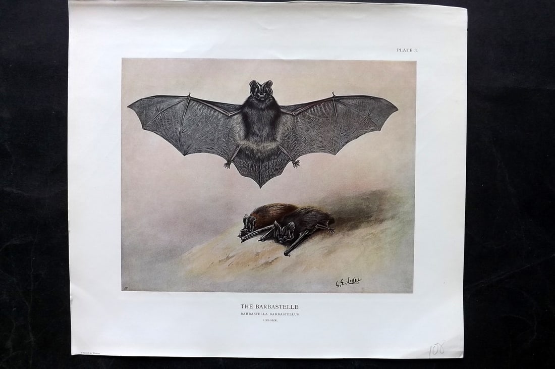Millais, John 1904 Rare Folio Print. Bat - Barbastelle: Folio Offset Lithograph Published 1904, London for "The Mammals of Great Britain and Ireland" by John Guille Millais. Illustrated by Archibald Thorburn, George Lodge and the Author. Rare - Limited Edi