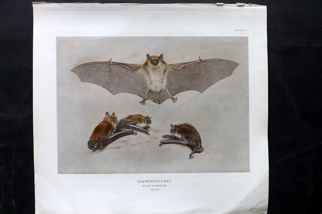 Millais, John 1904 Rare Folio Print. Bat - Daubenton's: Folio Offset Lithograph Published 1904, London for "The Mammals of Great Britain and Ireland" by John Guille Millais. Illustrated by Archibald Thorburn, George Lodge and the Author. Rare - Limited Edi