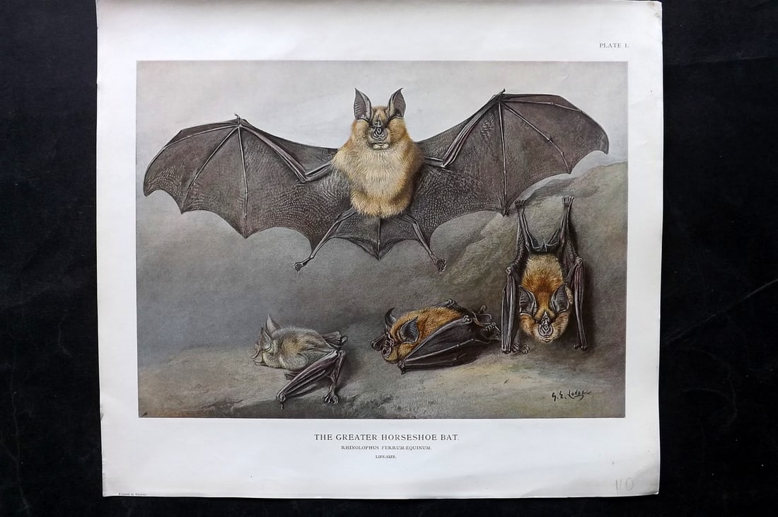 Millais, John 1904 Rare Folio Print. Bat - Greater Horseshoe: Folio Offset Lithograph Published 1904, London for "The Mammals of Great Britain and Ireland" by John Guille Millais. Illustrated by Archibald Thorburn, George Lodge and the Author. Rare - Limited Edi