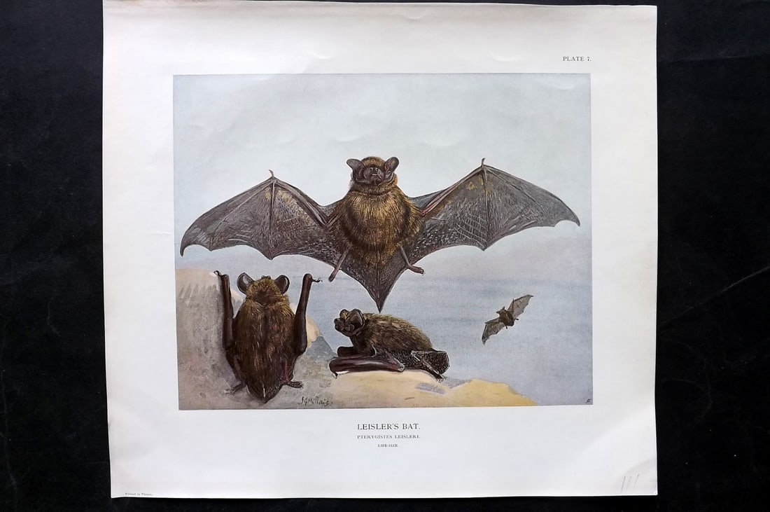 Millais, John 1904 Rare Folio Print. Bat - Leisler's Bat: Folio Offset Lithograph Published 1904, London for "The Mammals of Great Britain and Ireland" by John Guille Millais. Illustrated by Archibald Thorburn, George Lodge and the Author. Rare - Limited Edi