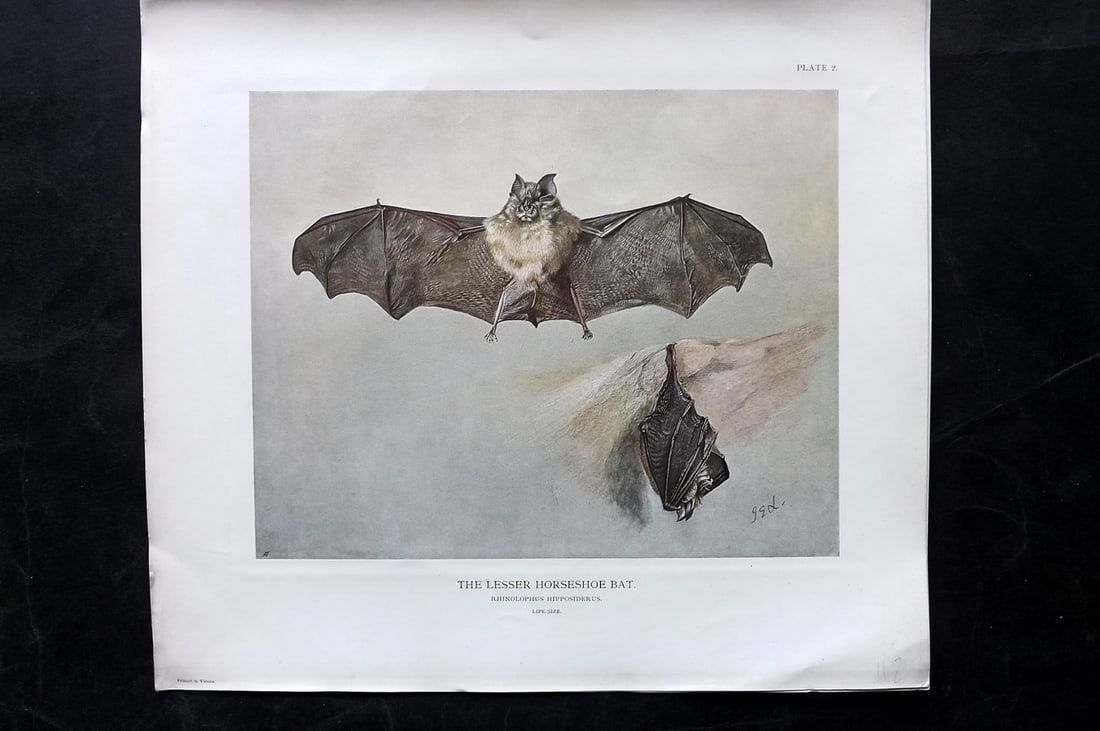 Millais, John 1904 Rare Folio Print. Bat - Lesser Horseshoe: Folio Offset Lithograph Published 1904, London for "The Mammals of Great Britain and Ireland" by John Guille Millais. Illustrated by Archibald Thorburn, George Lodge and the Author. Rare - Limited Edi