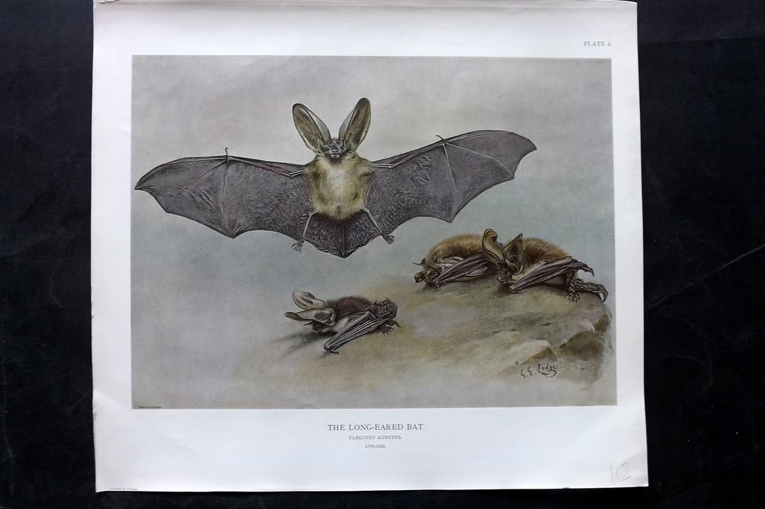 Millais, John 1904 Rare Folio Print. Bat - Long Eared (1 of 1)