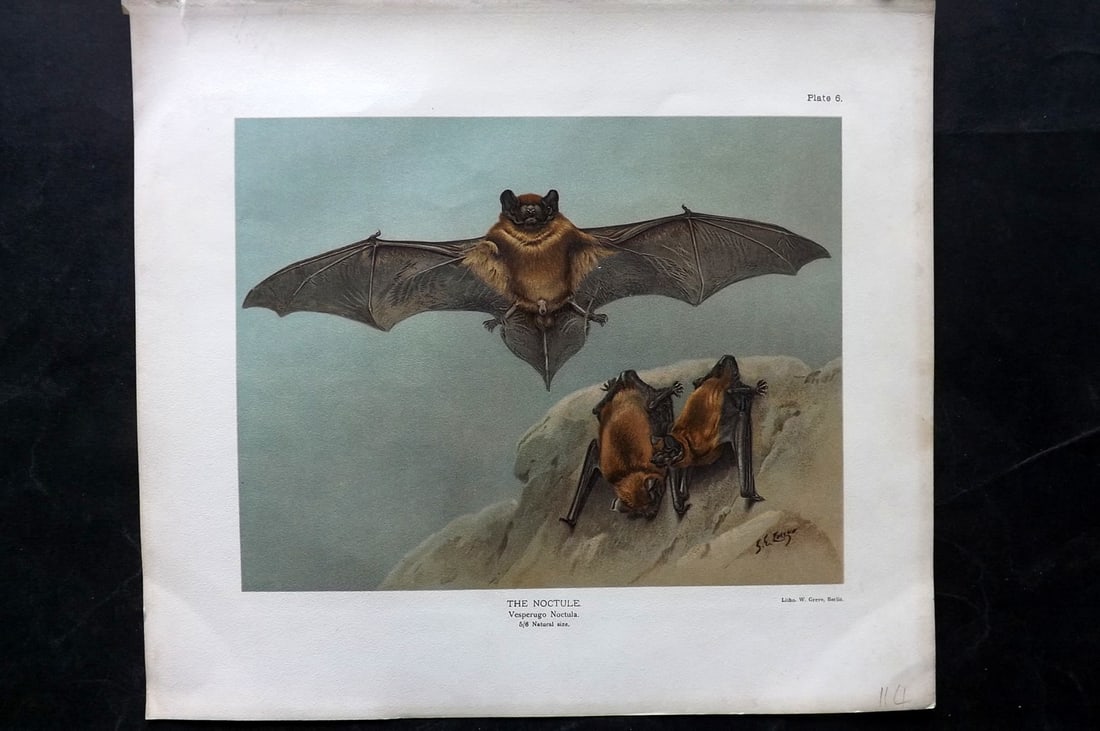Millais, John 1904 Rare Folio Print. Bat - Noctule: Folio Chromolithograph Published 1904, London for "The Mammals of Great Britain and Ireland" by John Guille Millais. Illustrated by Archibald Thorburn, George Lodge and the Author. Rare - Limited Edit